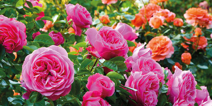 rosen im garten landflair ratgeber 1000x500